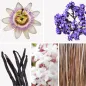 Preview: Duftnoten: Passionsblume, Vanille, Vetiver, Jasmin, Heliotrop